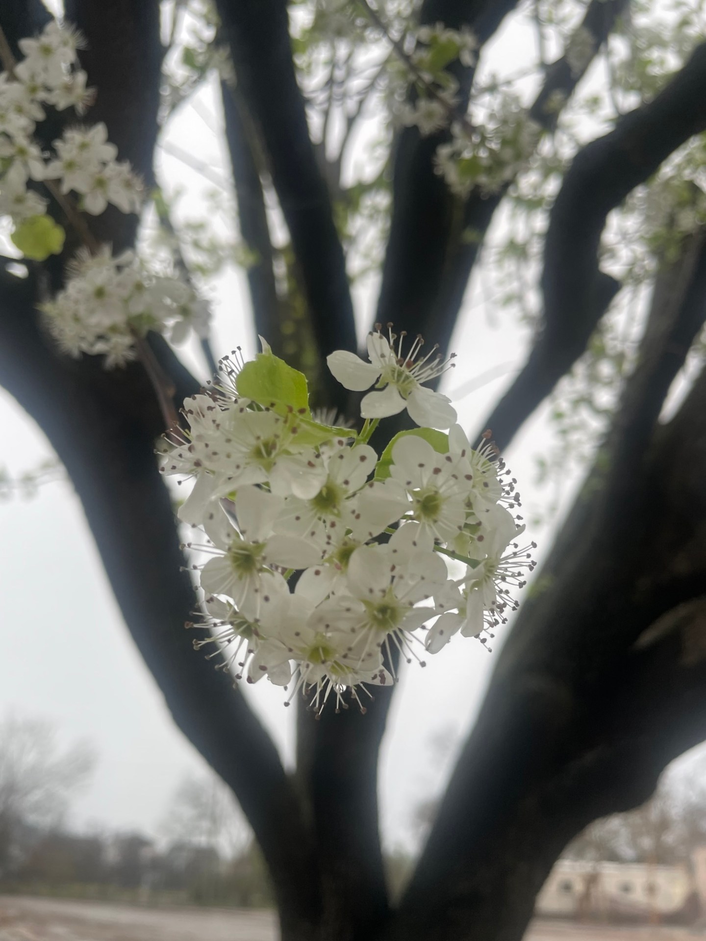Mark – Ralph with Coffee